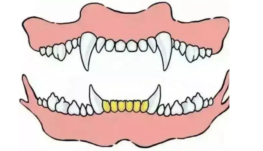牙开头的成语（牙的成语）-第1张图片