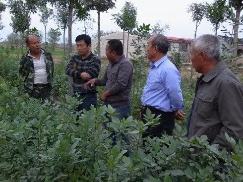 村书记和村主任谁权力更大？有传言要取消村干部，是真的吗？