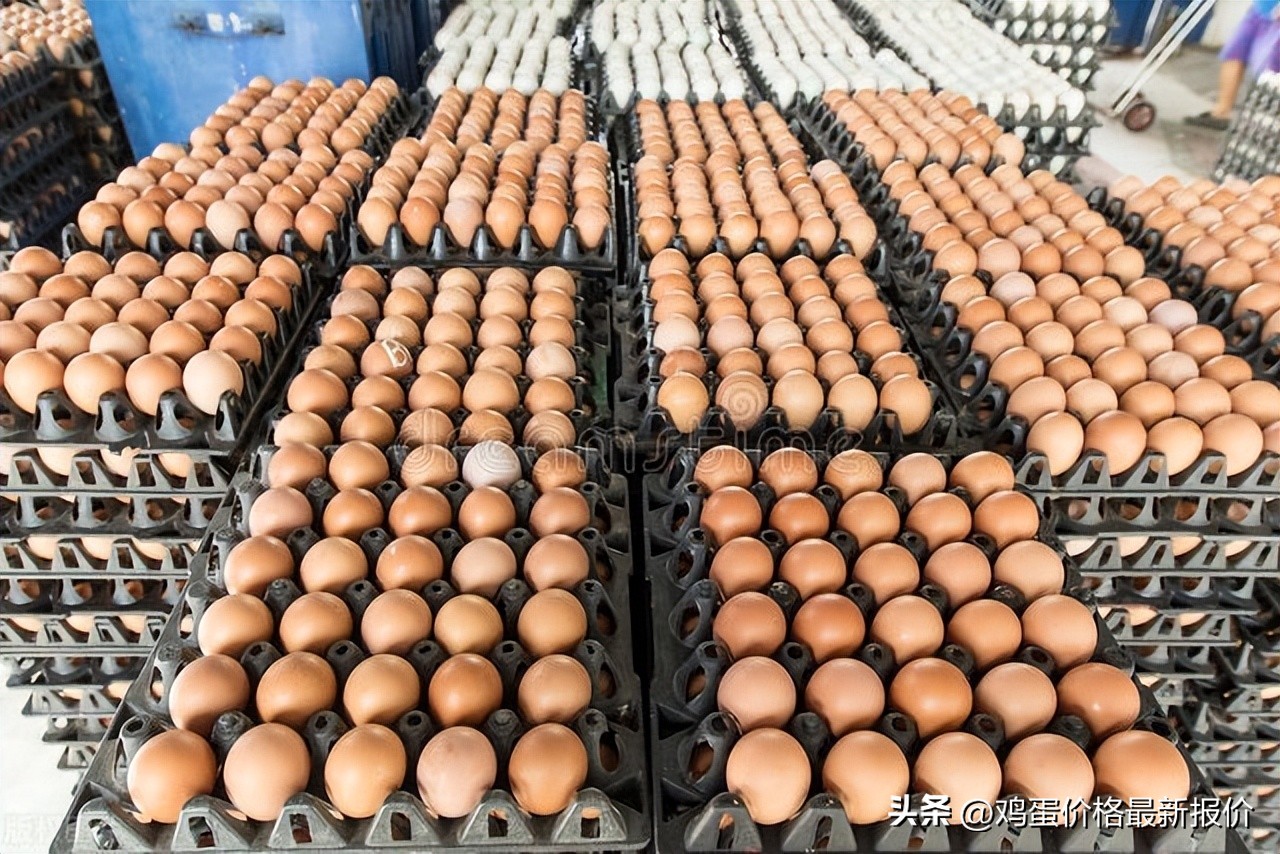 温州今日鸡蛋价格表，温州今日头条新闻