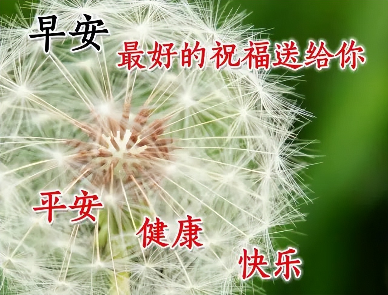 最新创意早上好问候图片 温馨早安祝福图片带字 美好的一天 平安顺心