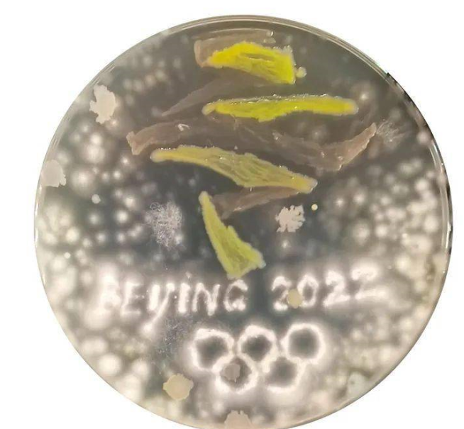 什么？天津高校的期末考试内容是画画，原材料使用的是微生物