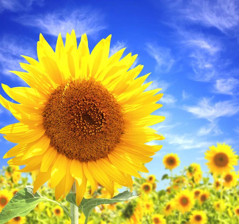 关于灯光温暖英文的美文(青春温暖治愈系美文英文) _晶羽文学网