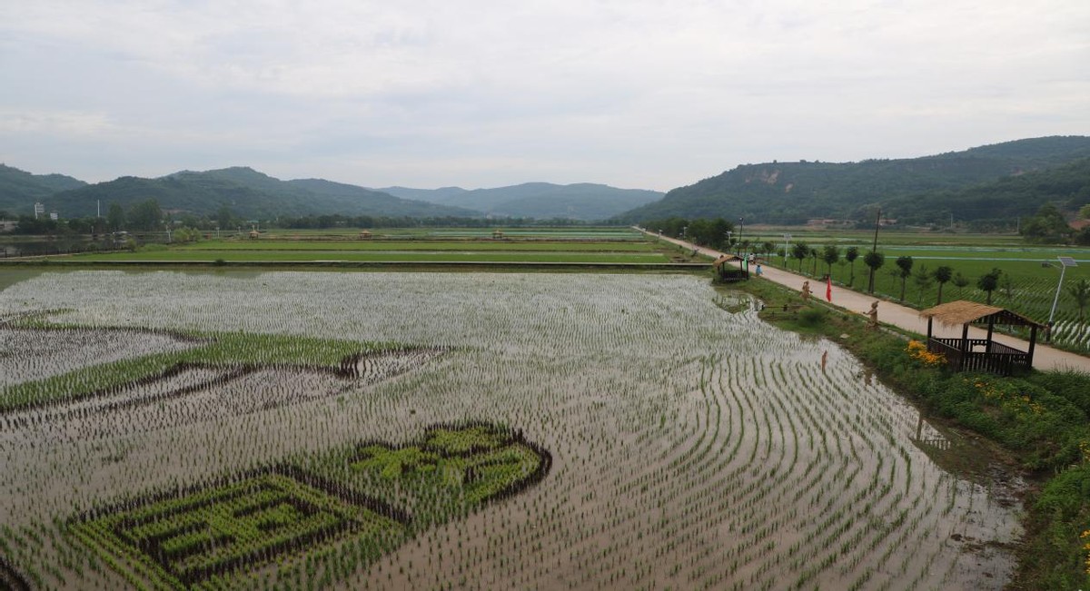 富县全力打造国家优质农产品生产基地 为乡村振兴奠定基础