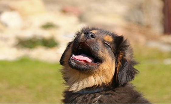 大学神仙专业火了，大三分配一只狗，大四就业不用愁，你心动了吗