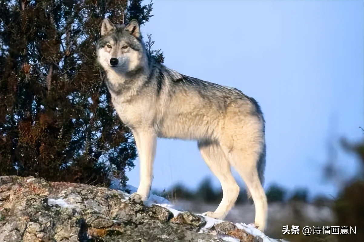 令人毛骨悚然的真实民间故事:戴草帽的狼