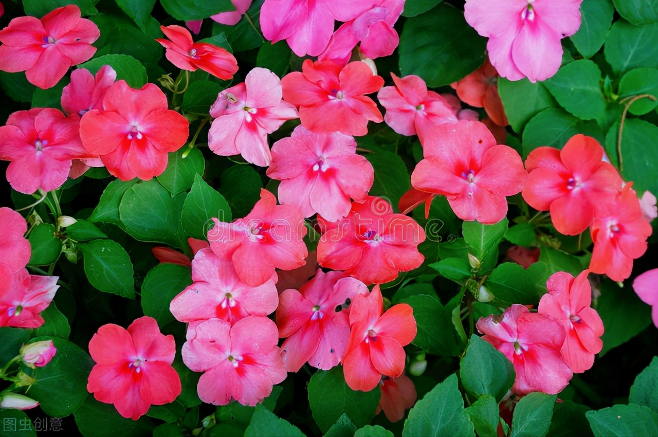 一花一世界，一花一叶送祝福，有花陪伴最幸福；有叶牵挂更美好