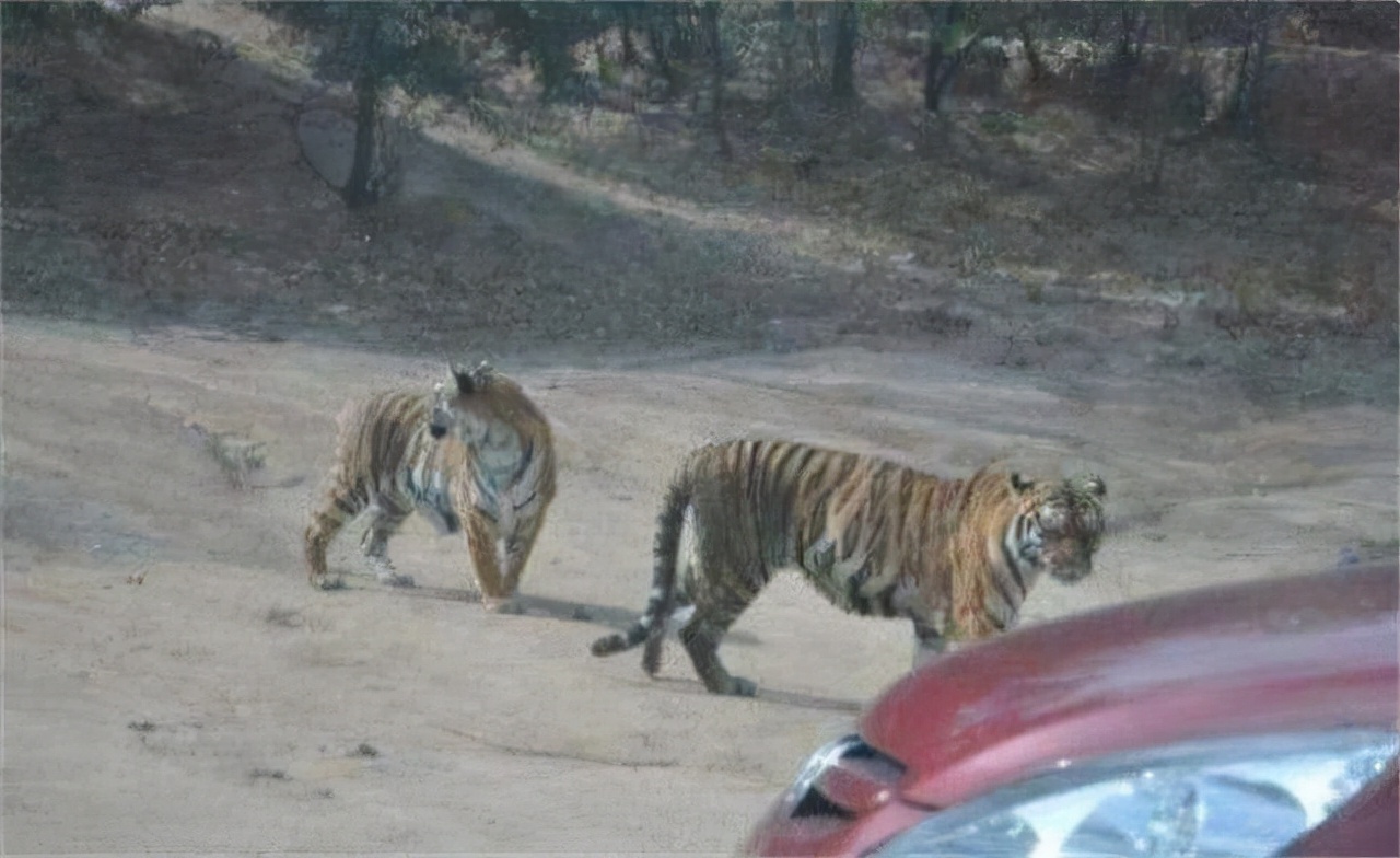 2016年八达岭老虎咬人案：母亲虎口救女儿身亡，女儿因毁容无工作