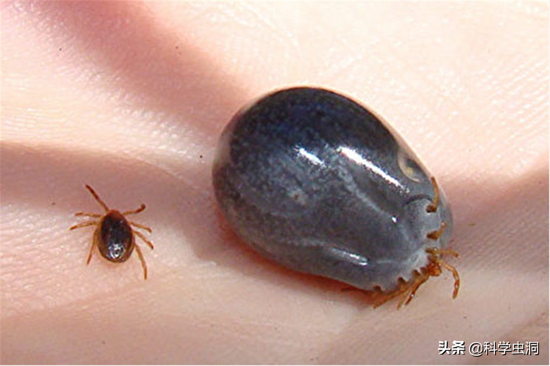 蜱虫,又名草爬子,壁虱,成虫背部有盾板的是硬蜱,没有盾板的是软蜱.