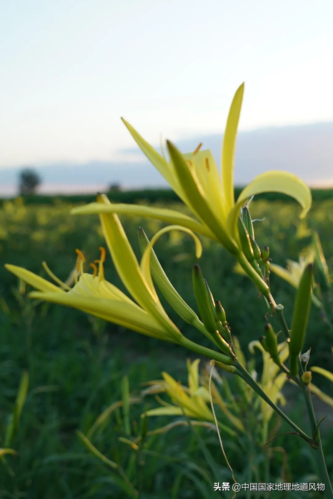 �й���͵����߲˴�ʡ��Ϊʲô�Ǹ��ࣿ