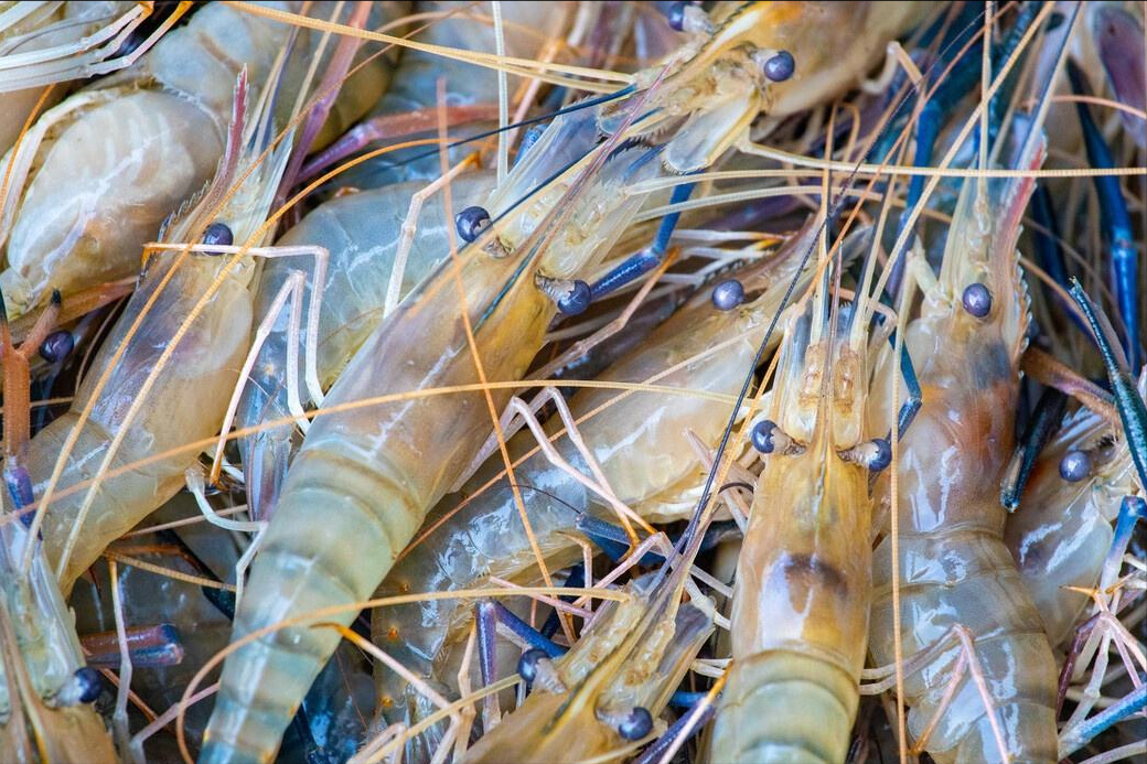 16种虾的辨别图片,带你认识不同的虾和吃法,买虾前不妨看看