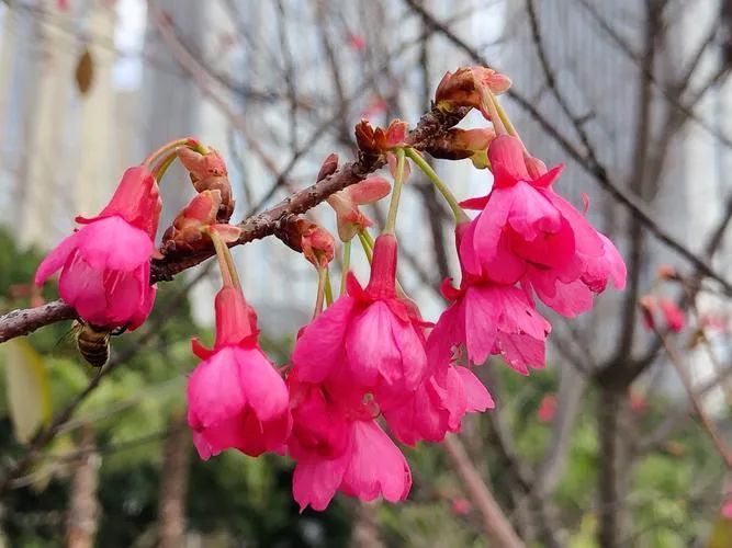 春日花序 | 惊蛰花开渐繁盛，雨过雀鸣万物生