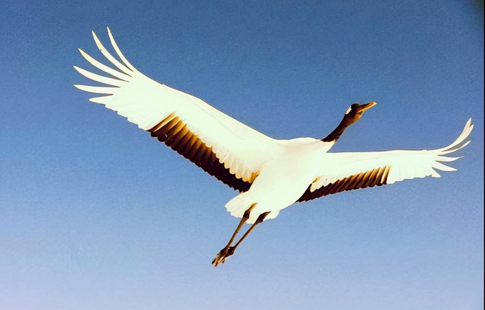 未入选《唐诗三百首》最著名的20首诗，其中有很多首你都能背下来