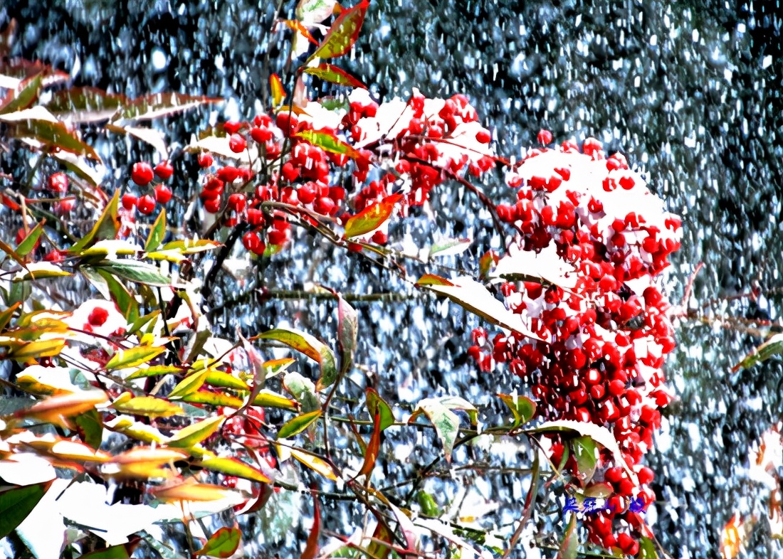 感恩大自然的馈赠“花果揪雪韵”