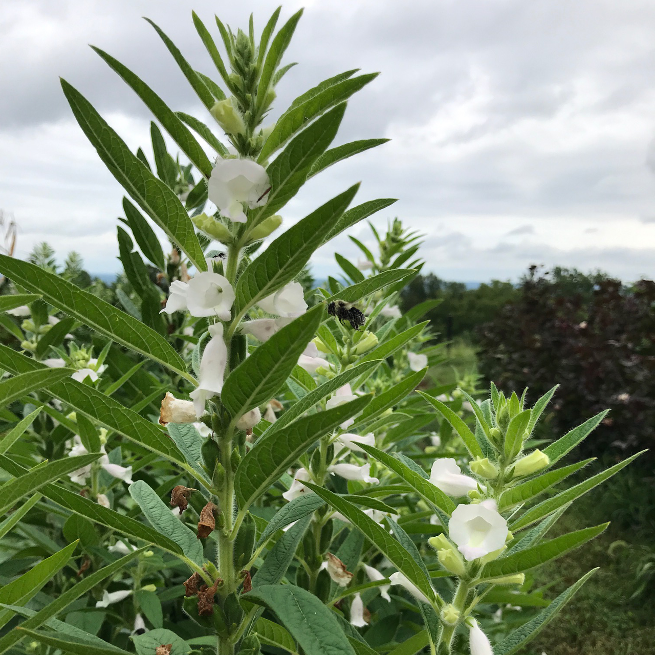 芝麻树图片(芝麻开花收获芝麻的详细步骤)