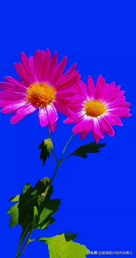 关于花的说说心情配图「简短」 _qq说说网