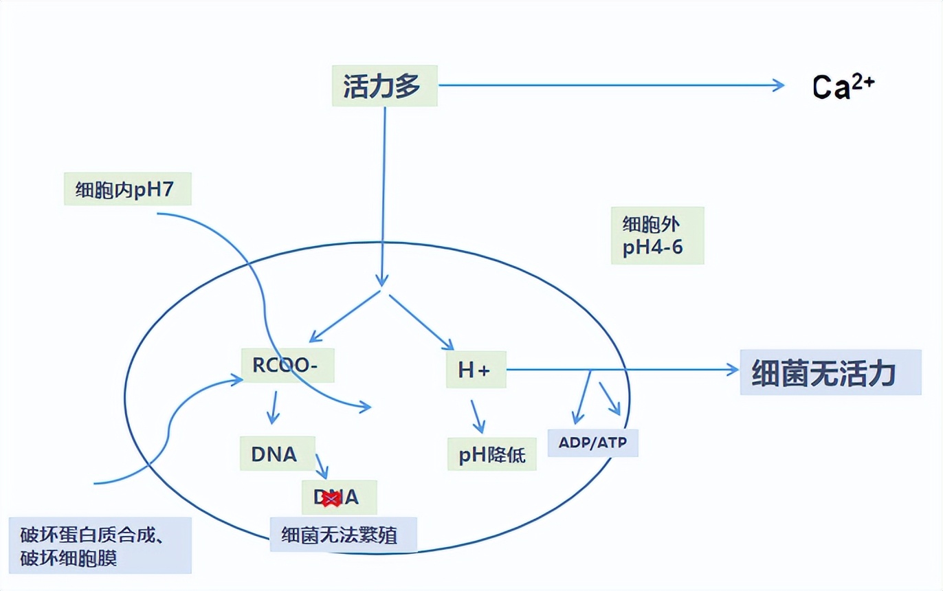 蛋雞怎么養(yǎng)才能省心又掙錢？借鑒模化養(yǎng)殖場的經(jīng)驗(yàn)試試