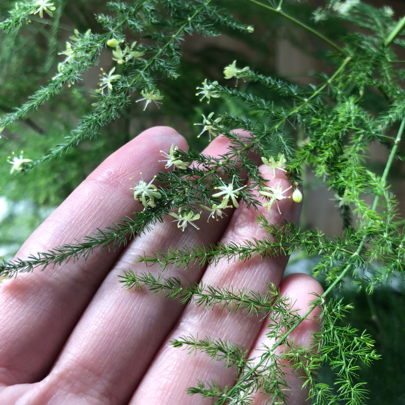 虎皮兰开花预示什么（3种植物不轻易开花介绍）