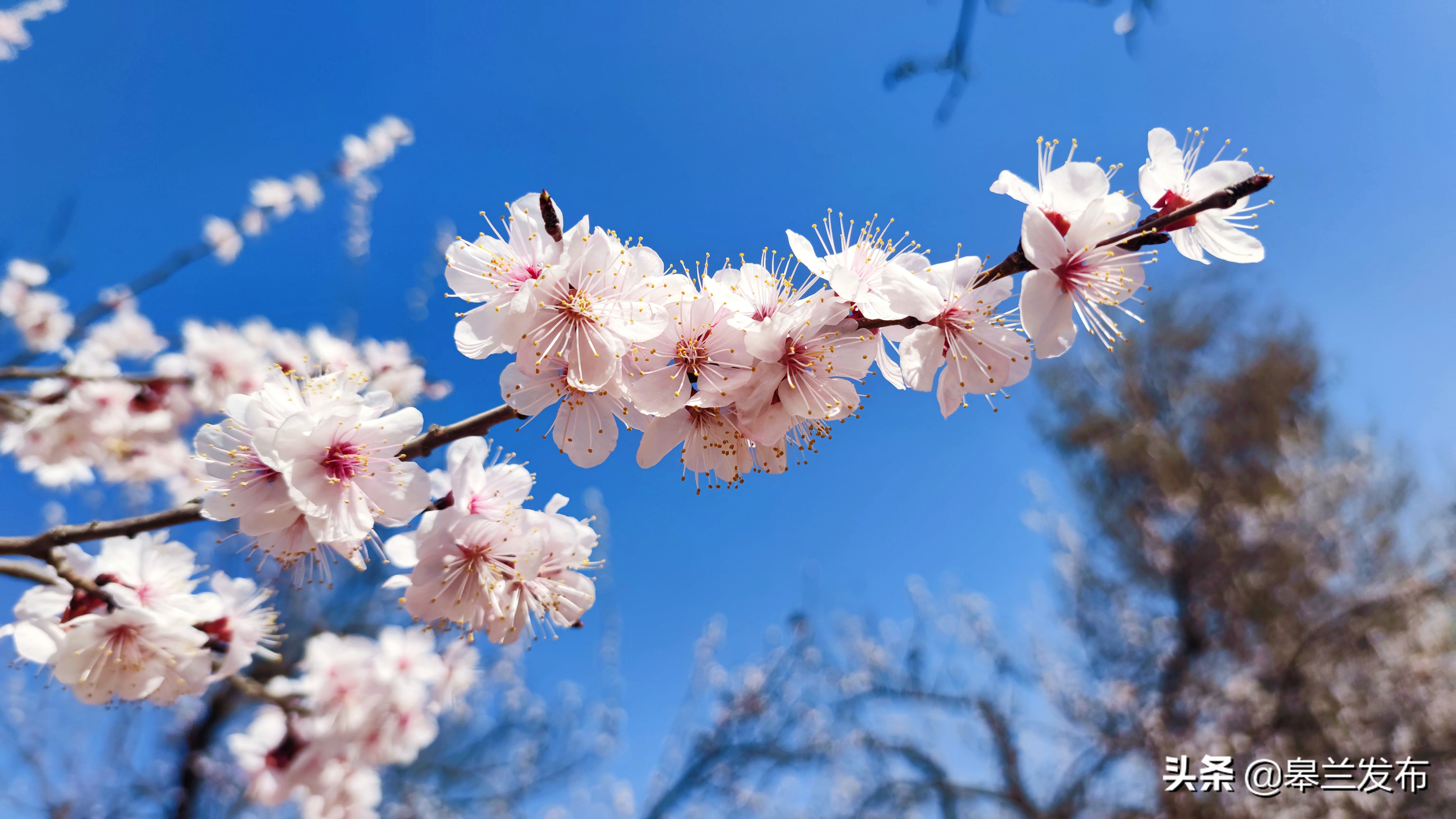 皋兰县杏花灿漫春意浓美好希望正悄然而至