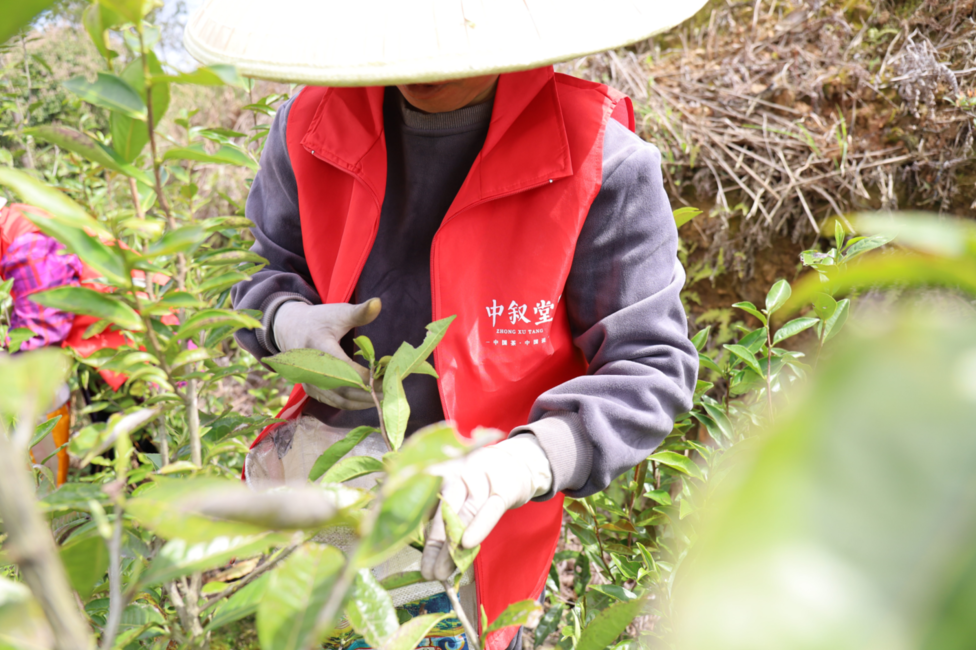 2022头枞雪芽，中叙堂白毫银针新茶新品，值得期待