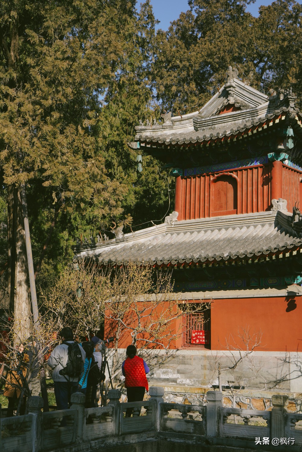 植物园卧佛寺腊梅已盛开，最佳观赏期到啦，附拍照攻略