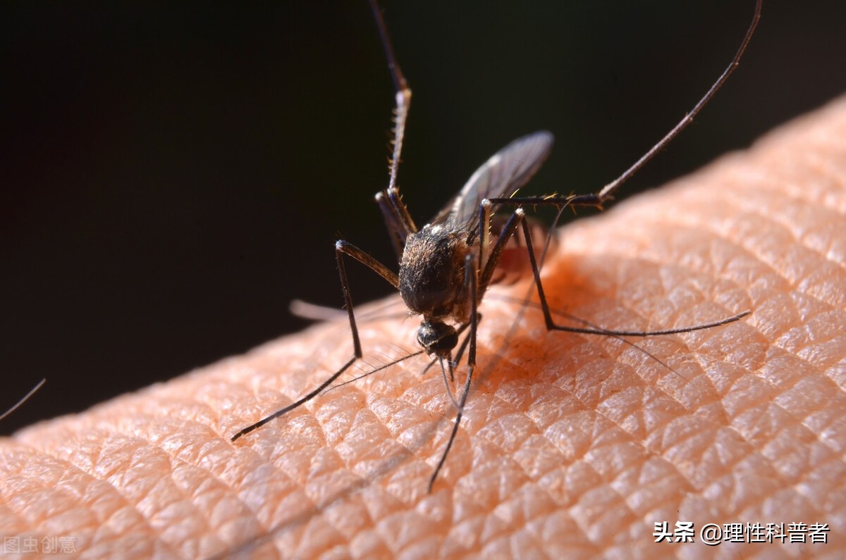 蚊子可以活多久（蚊子怎么消灭）-第3张图片