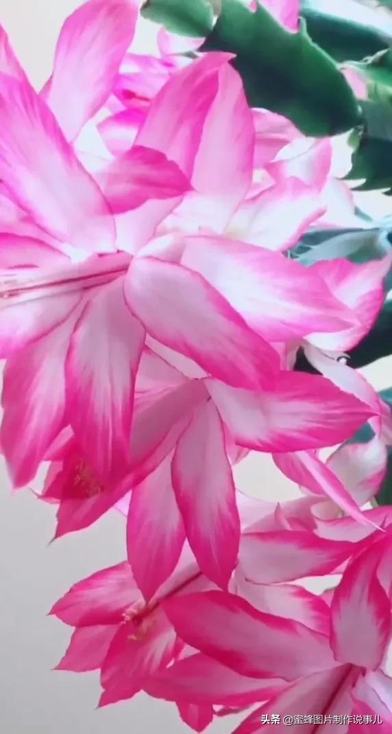 各种花卉植物，养在家里什么地方合适