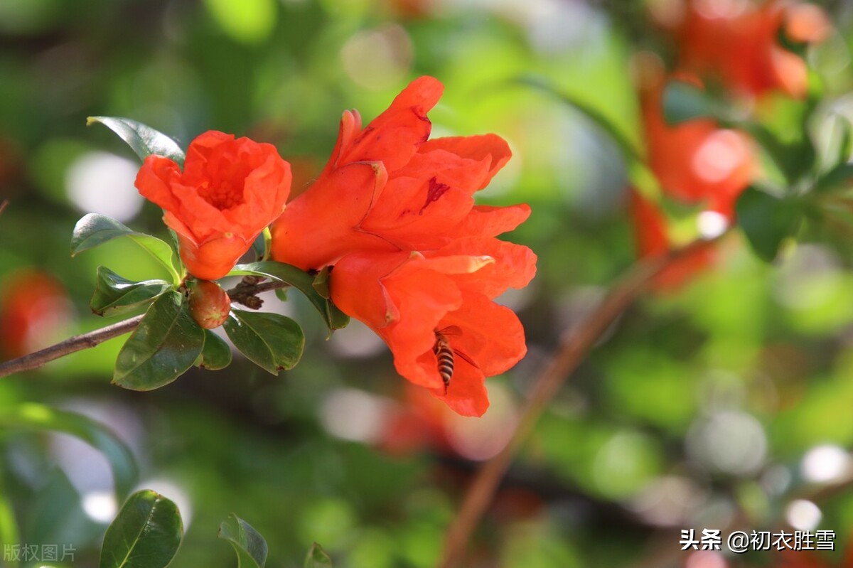 早夏石榴花明艳美诗七首：浓绿万枝红一点，正是清和首夏时