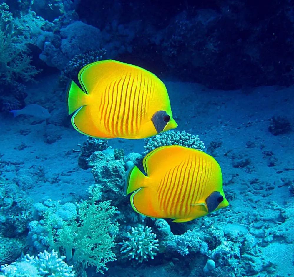 海洋中最美的精灵,各种惊爆眼球的鱼类美图欣赏