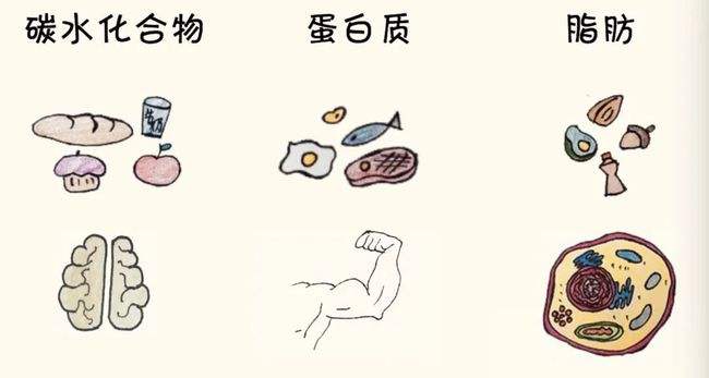 1个鸡蛋含多少克蛋白质(这次就教会你) - 青木春