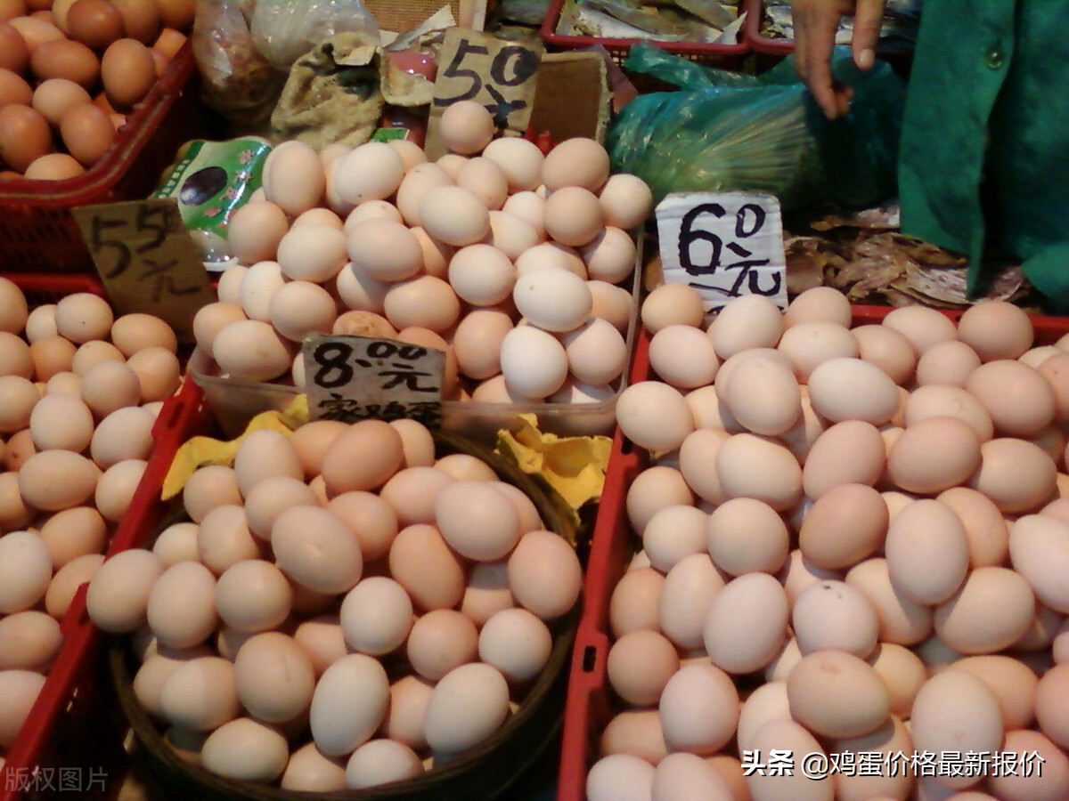 青岛今日协会鸡蛋价格「青岛鸡蛋价格 今日价全国」