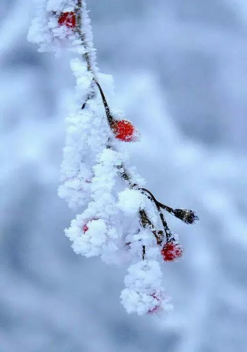 鹤城大萧侃东北（48）——东北方言「冰天雪地篇」