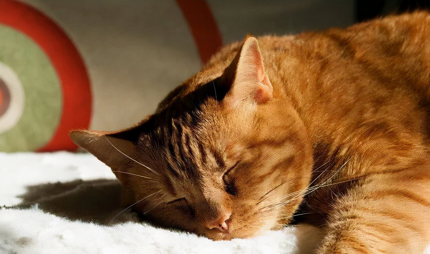 猫咪半夜喵叫，可能有这些原因