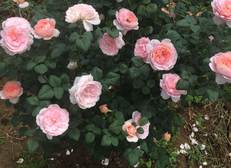 瑞典女王月季優缺點（家庭養月季選瑞典女王，花香濃，蟲害少，種植一次年年有花賞）