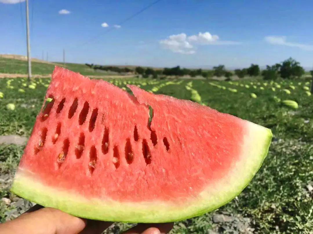 西瓜原产地在哪里(记住全国10大西瓜之乡)