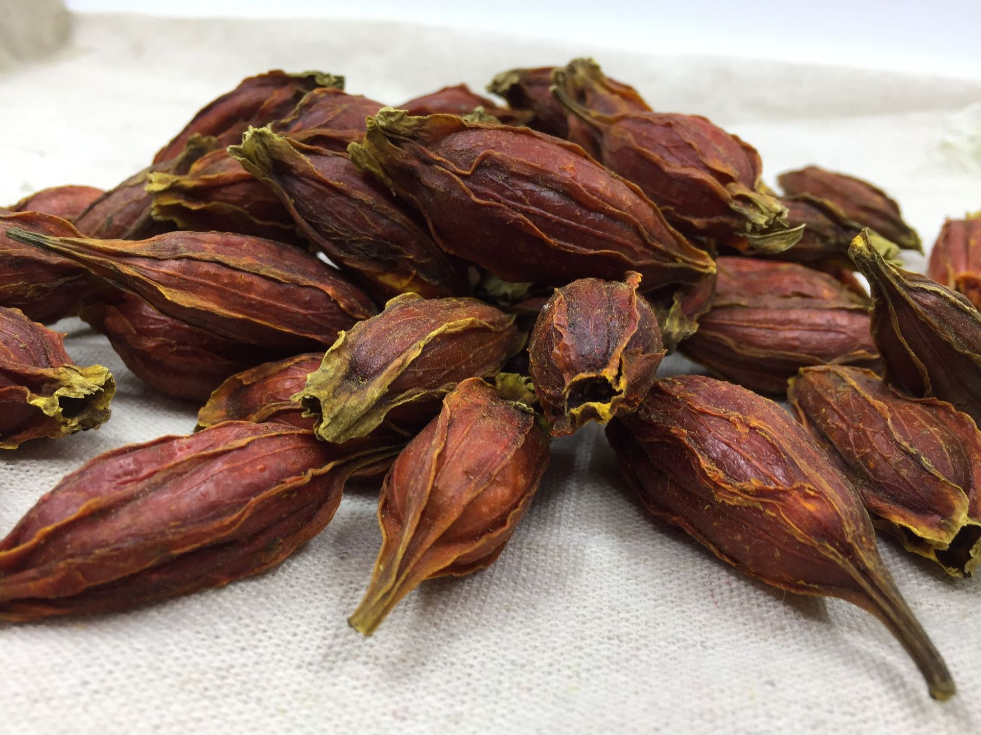 牙龈肿痛,口唇干燥,中医送你一味栀子全都搞定