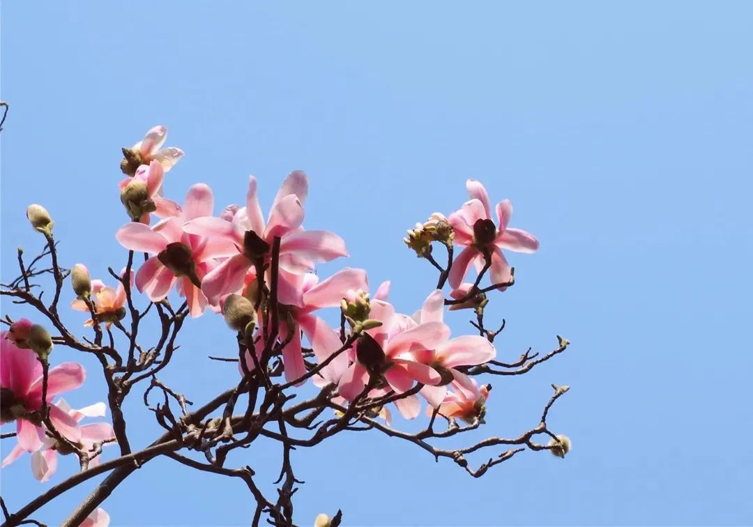 “云賞花”模式開啟，漢中最美春光都在這~