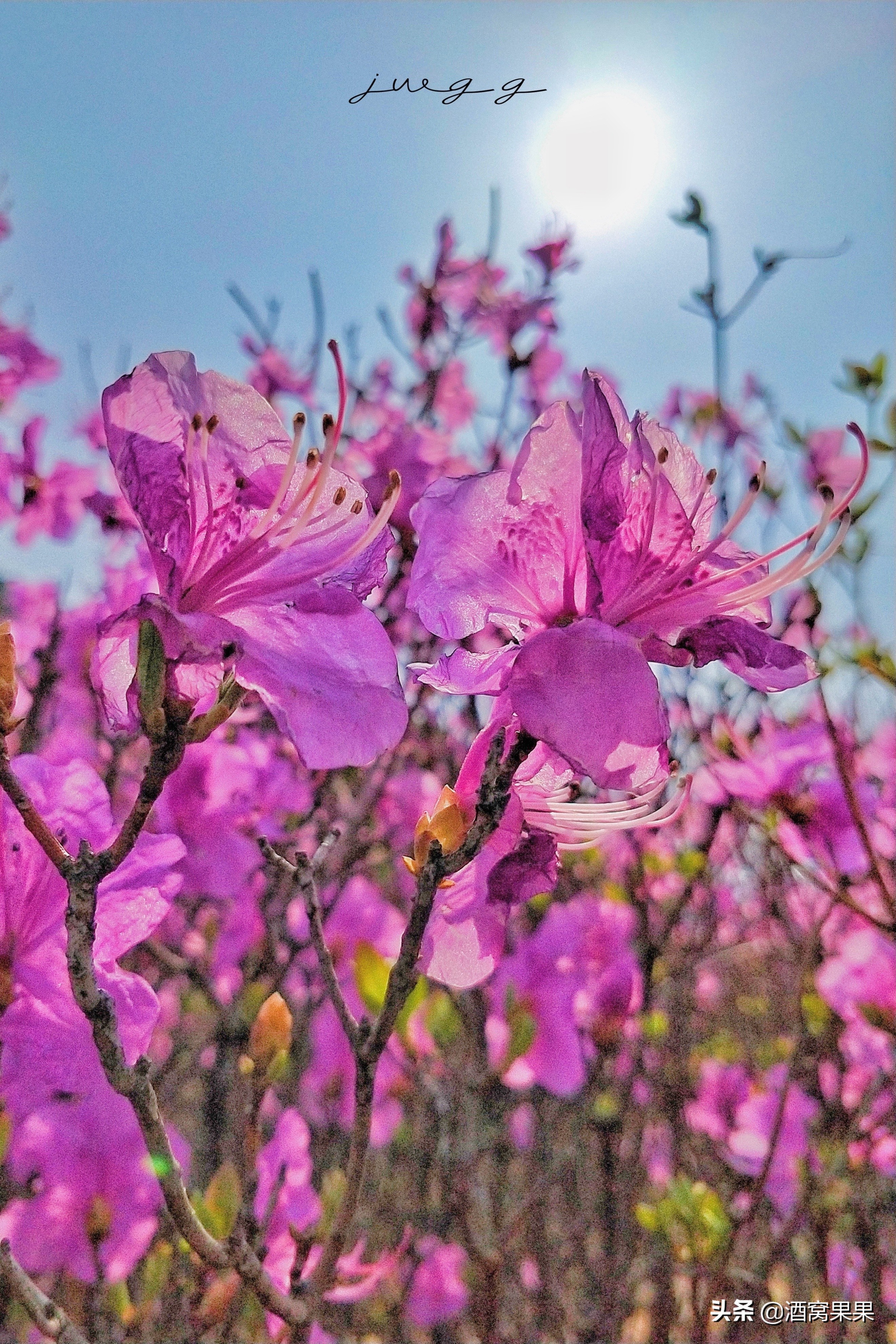 大連開發區好玩的地方(大連五一去哪兒玩,大黑山杜鵑花海攻略,浪漫到