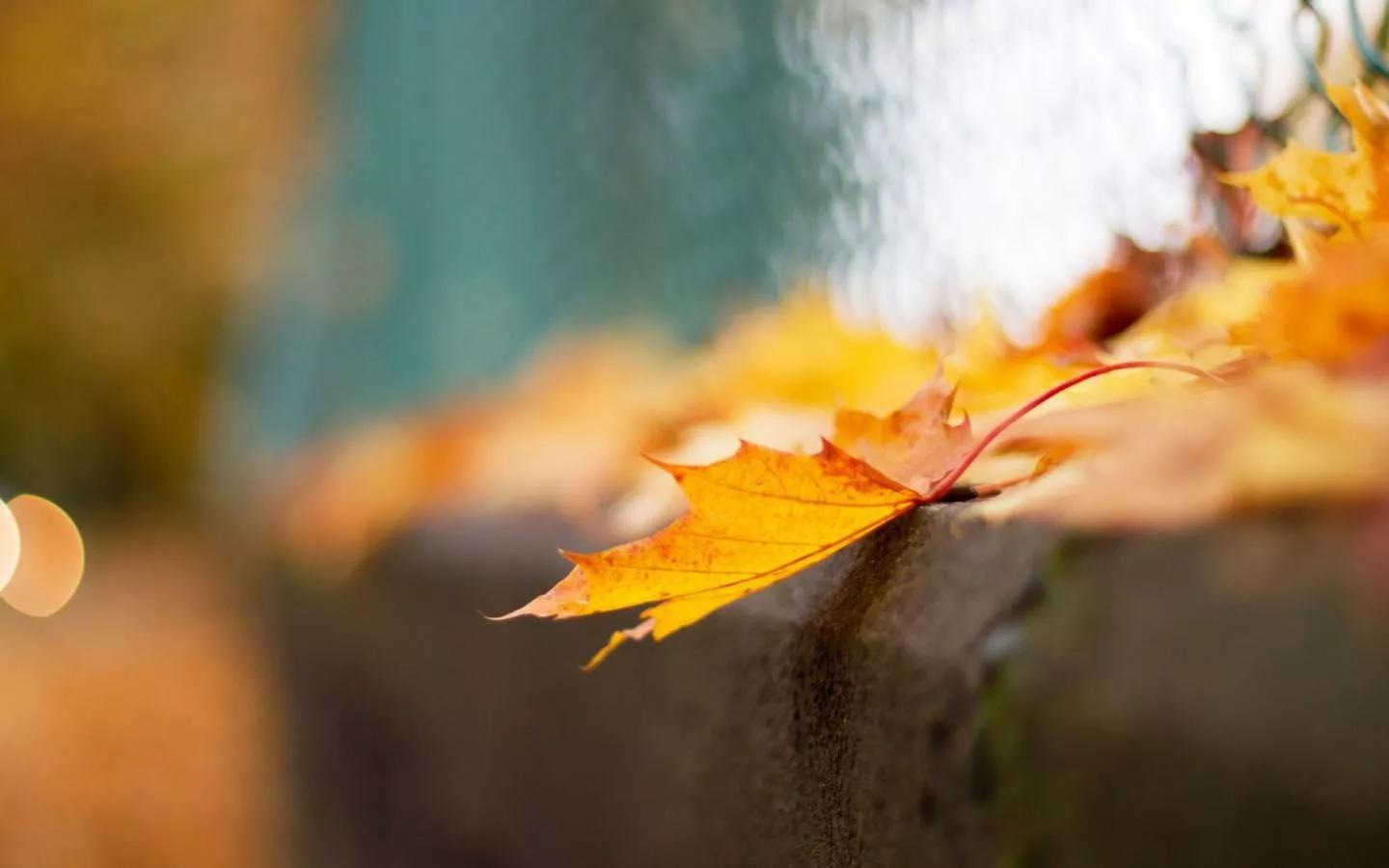 实至名归是什么意思啊（《道德经》逐句解读：始制有名 名亦既有，夫亦将知止）