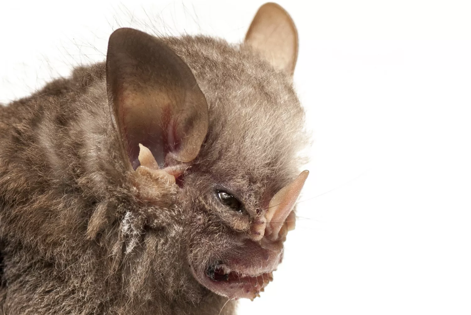 世界上最恐怖的动物 最恐怖最吓人的动物-蟋蟀号