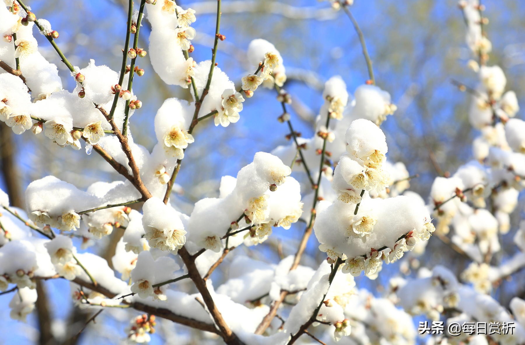 阳春三月雪，雪落枝头，佳片佳句