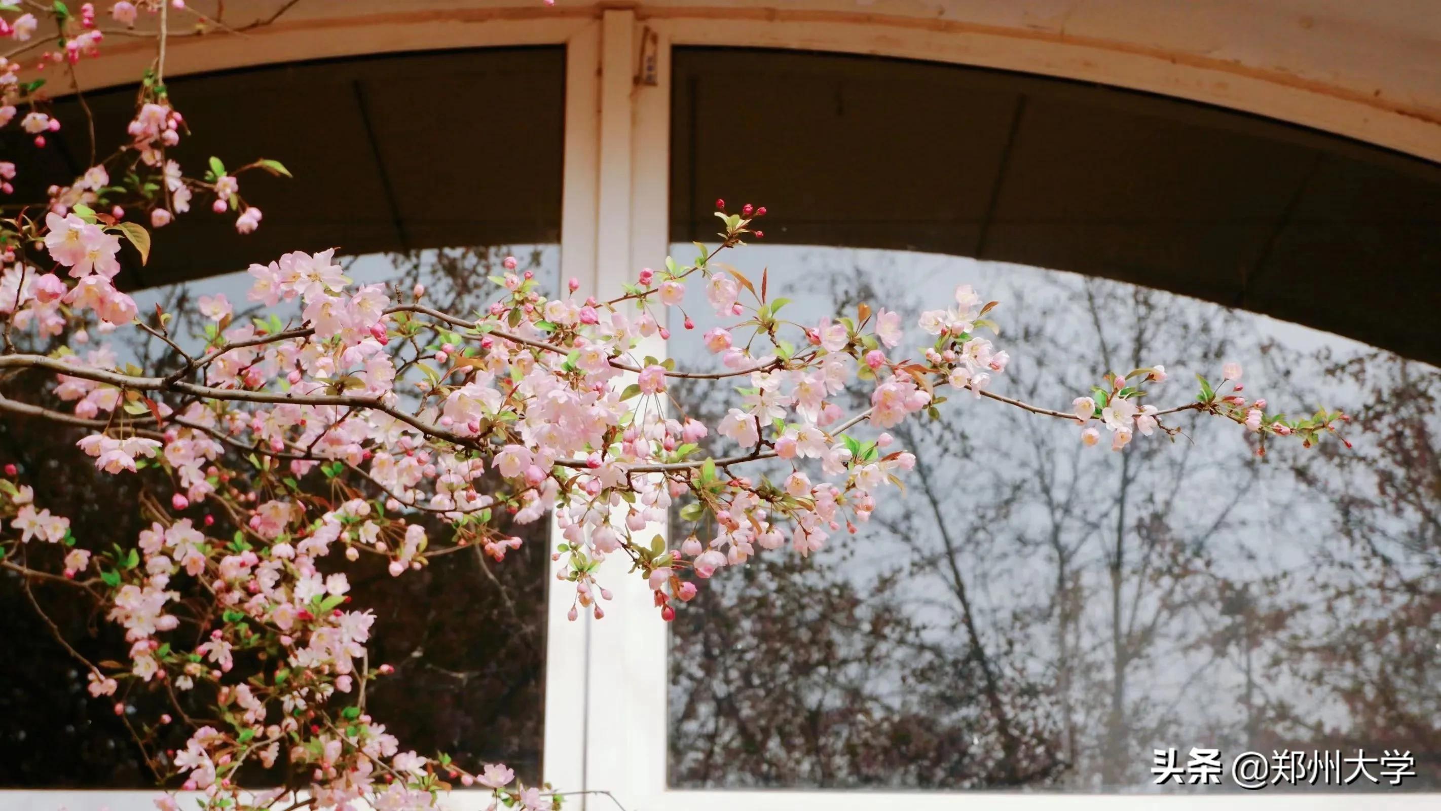 按下郑大快捷键，带你走进郑大生活！