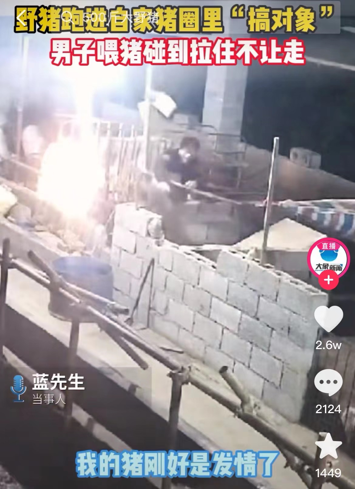 广西男子硬拽野猪当种猪！生殖隔离失效？野猪和家养猪为何能杂交