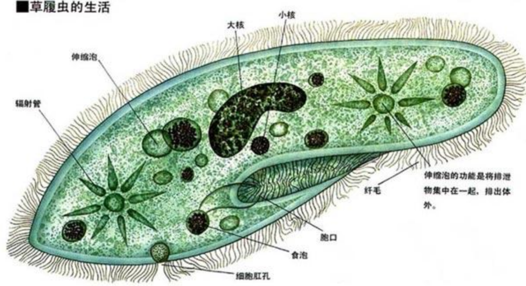 生活在远古海洋中的5大“可怕巨兽”，每一个都超乎你的想象