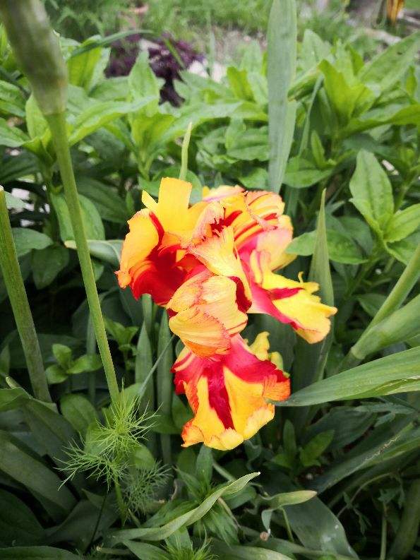 植物花语:杏仁花语你知多少?_达一风水网