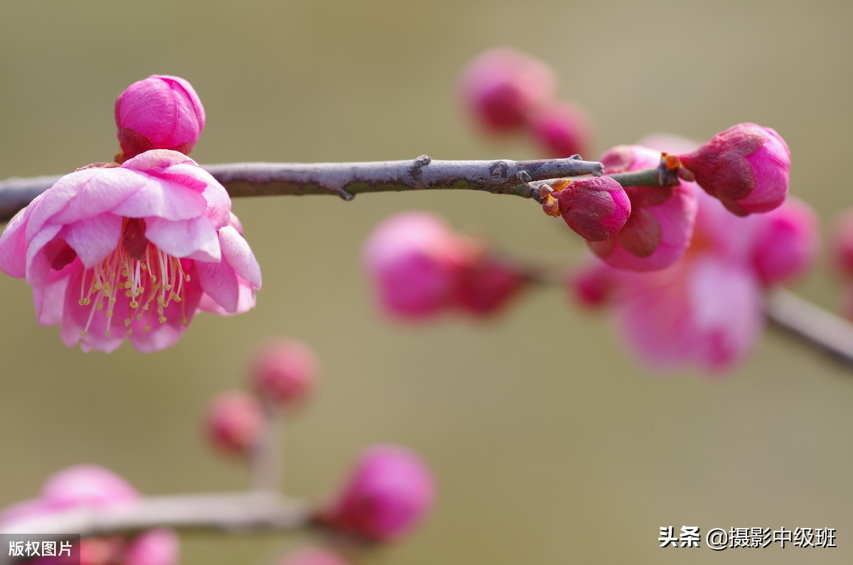 拍花的忌讳：3张照片犯了5个低级错误，摄影新手要避免