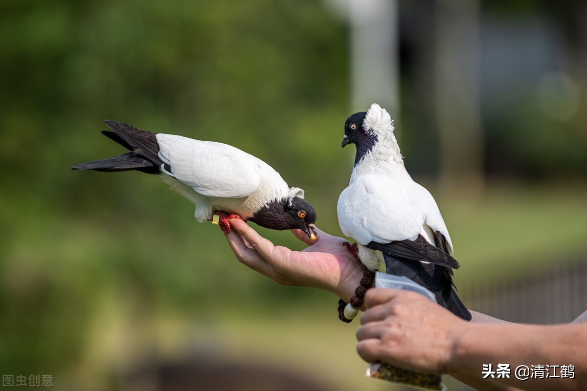 鸽子吃什么食物?黄玉米白玉米红玉米,哪种玉米饲喂鸽子营养最好