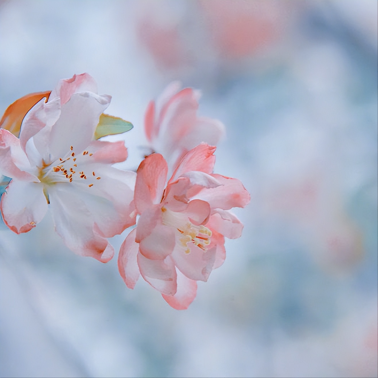 20首最美相思诗词，首首经典，每一首都有一个千古名句