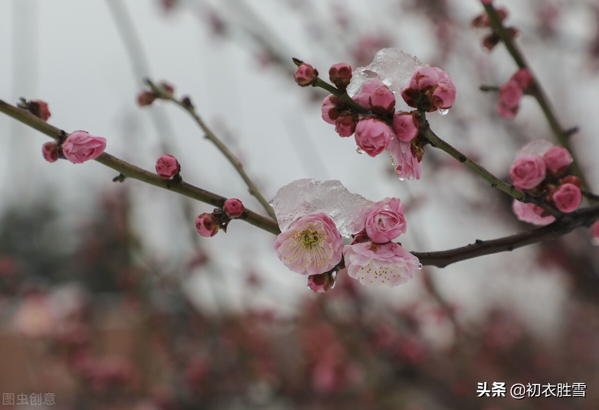 迎年雪梅明丽诗词七首：雪里开花白于雪，雪里梅花次第开