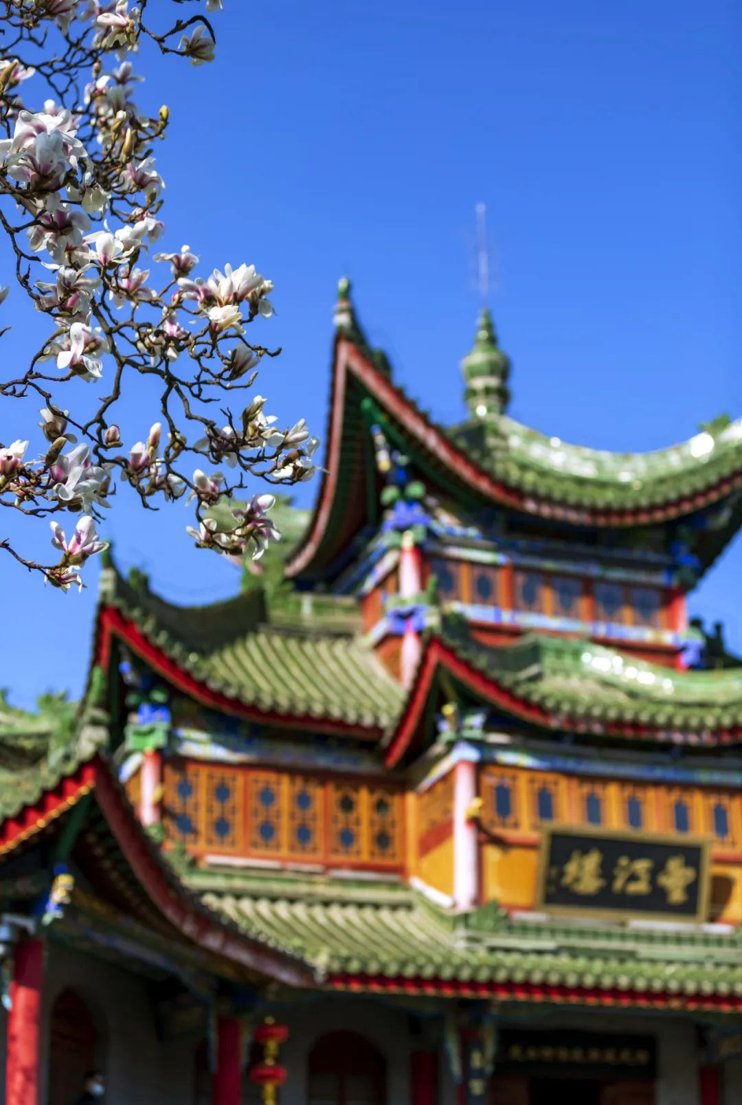 以花為媒，赴一場(chǎng)春日之約！