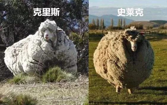 一只羊的故事有哪些

